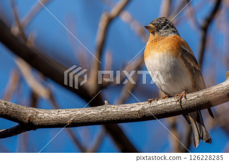 A finch perched on a branch, copy space A finch perched on a branch, copy space 126228285