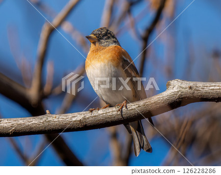 Atli棲息在樹枝上 126228286