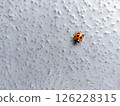 Walking Ladybug 126228315