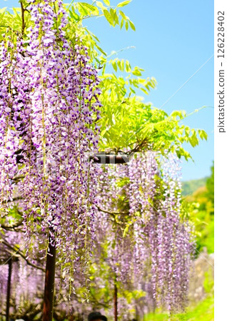 Wisteria flowers shining in the blue sky Wisteria flowers shining in the blue sky 126228402