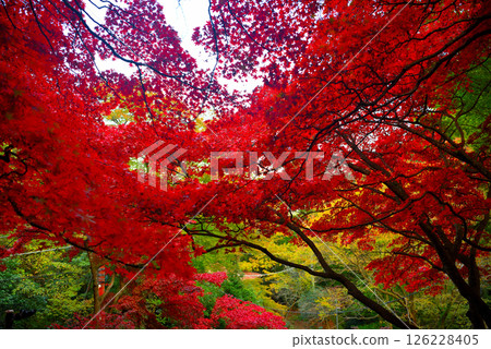 Kanto - Pilgrimage to Mt. Oyama to see autumn leaves - Image of autumn leaves at Mt. Oyama Temple - Isehara City, Kanagawa Prefecture 126228405
