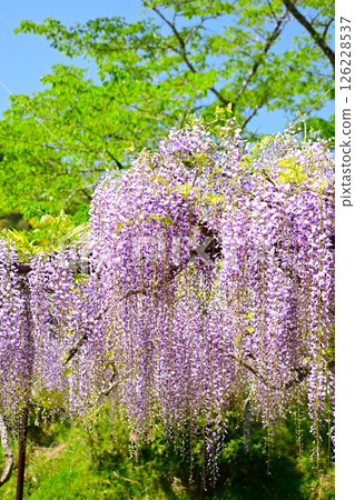 Wisteria flowers shining in the blue sky 126228537
