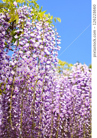 Wisteria flowers shining in the blue sky 126228660