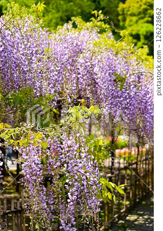 Wisteria flowers in full bloom 126228662