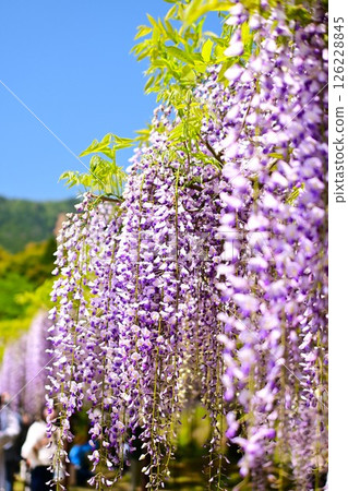 紫藤花發光在藍天 126228845