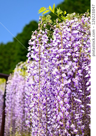 紫藤花發光在藍天 紫藤花發光在藍天 126228847