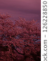 Kawazu cherry blossoms in full bloom 126228850