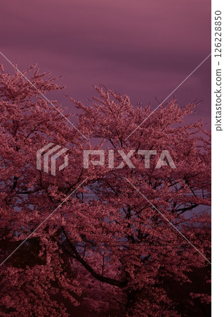 Kawazu cherry blossoms in full bloom 126228850