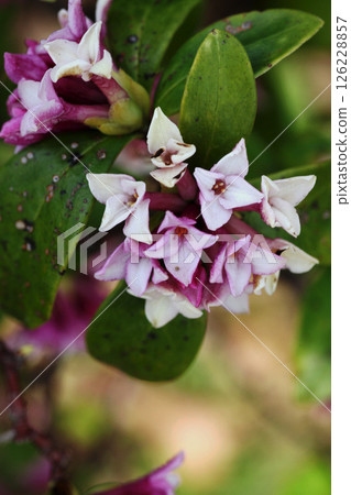 Daphne flower 126228857