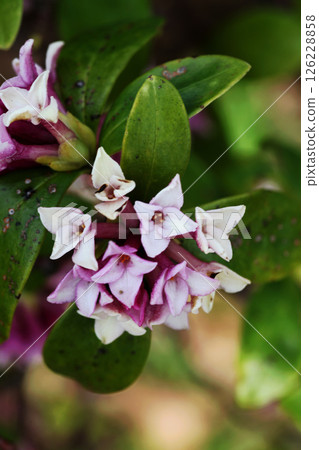 Daphne flower 126228858