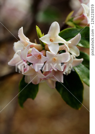 達芙妮花 126228859