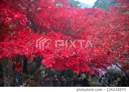 關東 - 大山紅葉巡禮 - 大山寺的名勝、三十六階梯的畫像以及紅葉隧道 - 神奈川縣伊勢原市 (8) 126228975