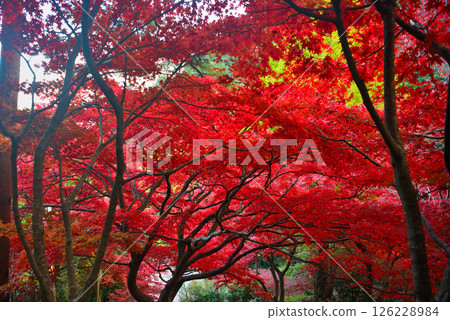 Kanto - Pilgrimage to Mt. Oyama to see the autumn leaves - Famous spot of Mt. Oyama Temple, image of bright red maple tunnel on the stairs - Isehara City, Kanagawa Prefecture (2) 126228984