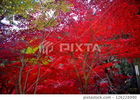 關東 - 前往大山賞楓 - 大山寺的名勝,樓梯上鮮紅的楓葉隧道 - 神奈川縣伊勢原市(4) 關東 - 前往大山賞楓 - 大山寺的名勝,樓梯上鮮紅的楓葉隧道 - 神奈川縣伊勢原市(4) 126228990