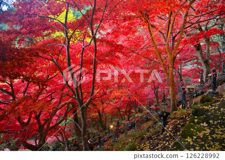 Kanto - Pilgrimage to Mt. Oyama to see the autumn leaves - Famous spot of Mt. Oyama Temple, image of bright red maple tunnel on the stairs - Isehara City, Kanagawa Prefecture (5) Kanto - Pilgrimage to Mt. Oyama to see the autumn leaves - Famous spot of Mt. Oyama Temple, image of bright red maple tunnel on the stairs - Isehara City, Kanagawa Prefecture (5) 126228992
