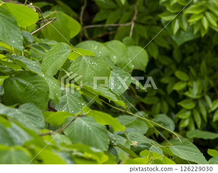 Plants on the riverbank wet with rain 126229030