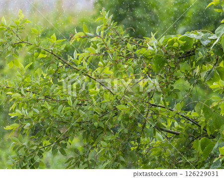 Plants on the riverbank wet with rain 126229031
