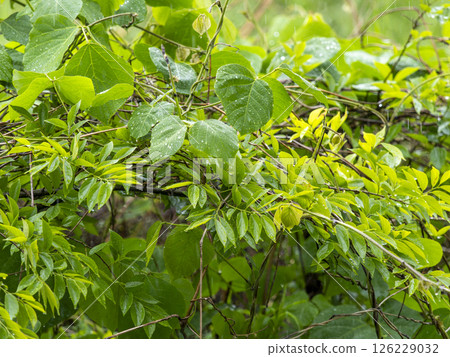 Plants on the riverbank wet with rain 126229032