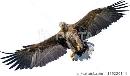 A hawk soaring into the sky 126229144