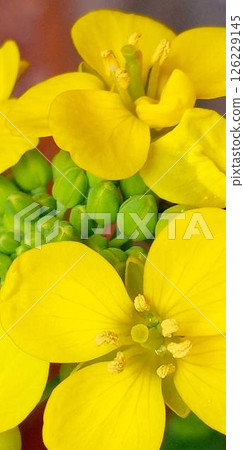 Chinese cabbage flowers and buds 126229145
