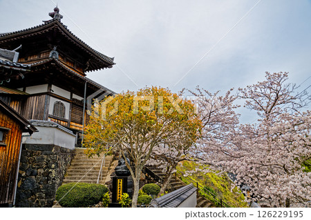 春山觀音院的櫻花 126229195