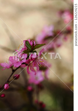 Japanese Prunus flower 126229215