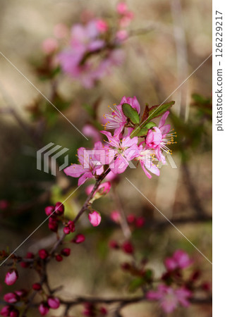 Japanese Prunus flower 126229217