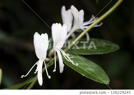 金銀花 126229245