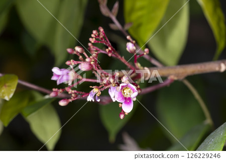 Star fruit flowers 126229246