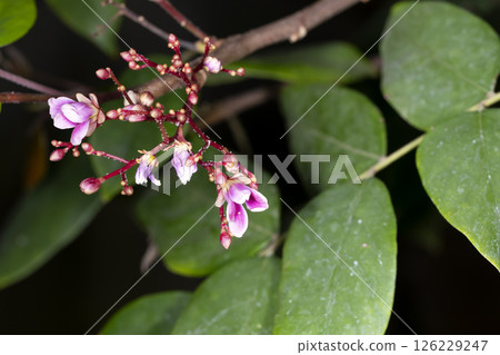 Star fruit flowers 126229247