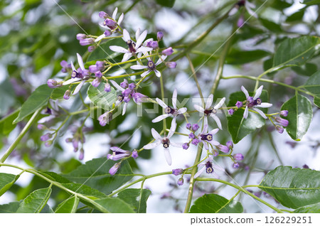 Sendan Flower Sendan Flower 126229251