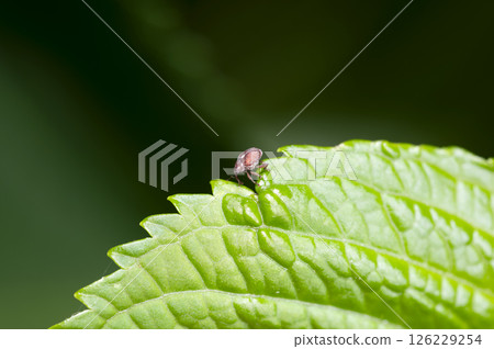 Azalea spiny weevil 126229254