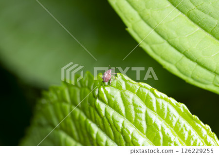 杜鵑花象鼻蟲 126229255