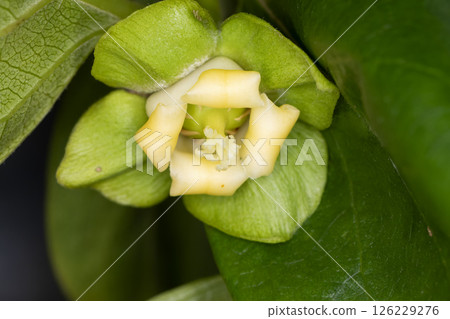 玫瑰花 126229276