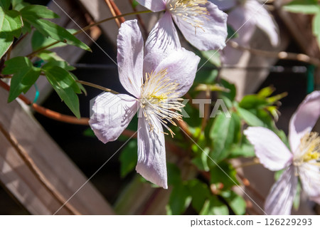 Clematis montana, pale pink petals [Native to China] 126229293
