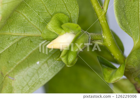 玫瑰花 玫瑰花 126229306