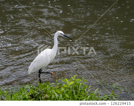 Little Egret and a Rainy River 126229415