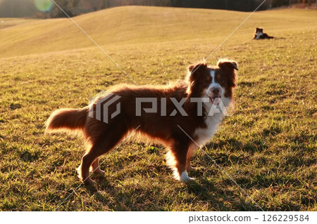 Brown and white dog is standing in a field with a bright sun shining on it 126229584