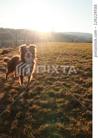 Brown and white dog is standing in a field with the sun shining on it 126229588