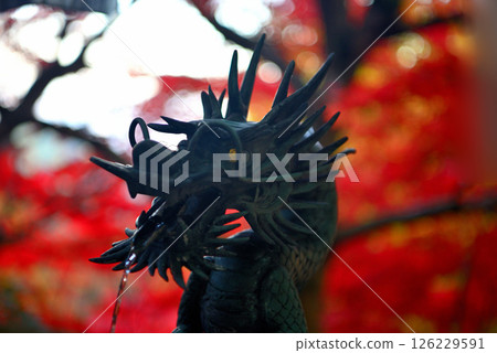 Kanto - Pilgrimage to Mt. Oyama in autumn leaves - Image of the grounds of Mt. Oyama Temple surrounded by autumn leaves, dragon at the Chozuya (purification fountain) - Isehara City, Kanagawa Prefecture (2) 126229591