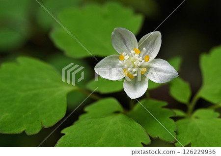 Flowers of the endangered Ranunculaceae species, the white-spotted buttercup 126229936