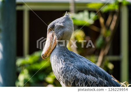 從側面看鯨頭鸛 從側面看鯨頭鸛 126229954