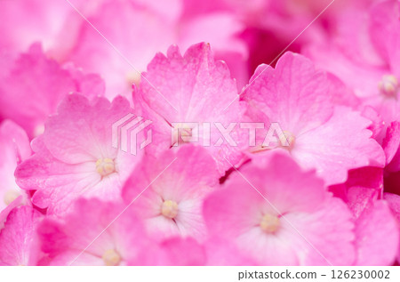  hydrangea 126230002