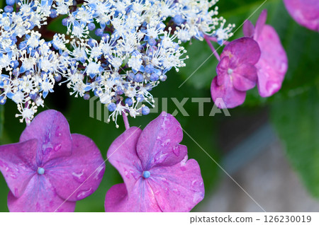 hydrangea hydrangea 126230019