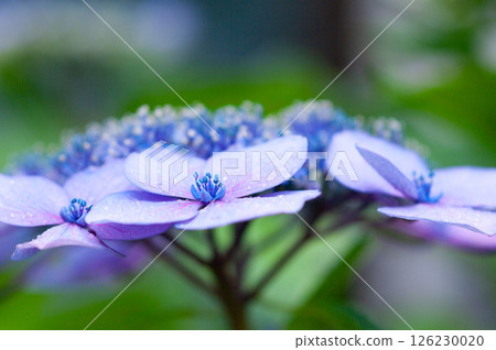 hydrangea hydrangea 126230020