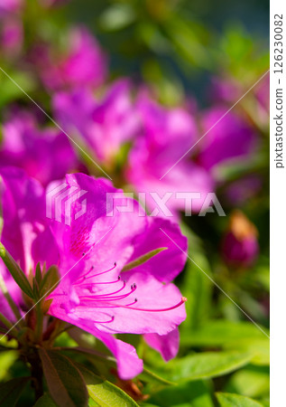 Azalea in full bloom 126230082