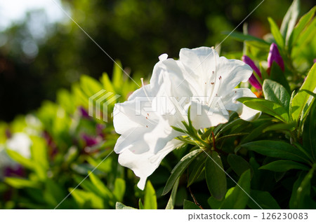 Azalea in full bloom 126230083