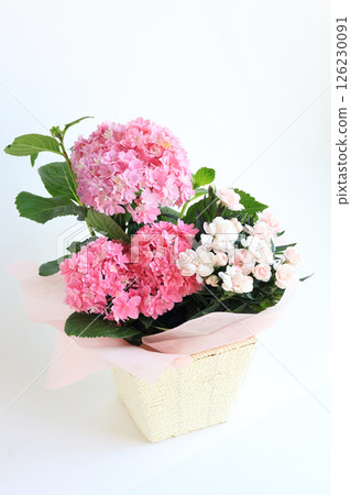 Mother's Day Potted Plants: Hydrangea and Dianthus Mother's Day Potted Plants: Hydrangea and Dianthus 126230091