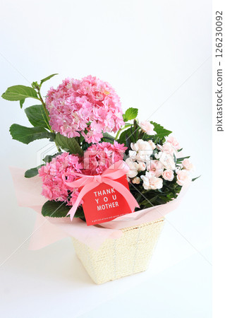 Mother's Day Potted Plants: Hydrangea and Dianthus Mother's Day Potted Plants: Hydrangea and Dianthus 126230092