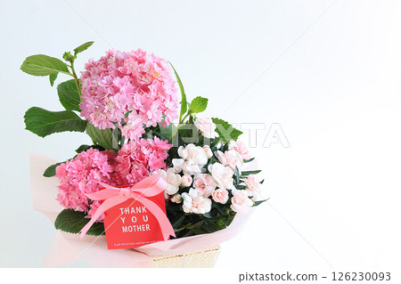 母親節盆栽：繡球花與石竹 126230093